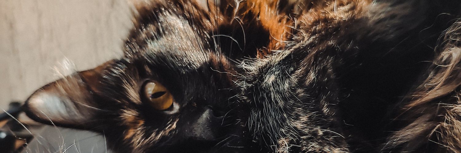 MiirnaRuiz's profile banner image