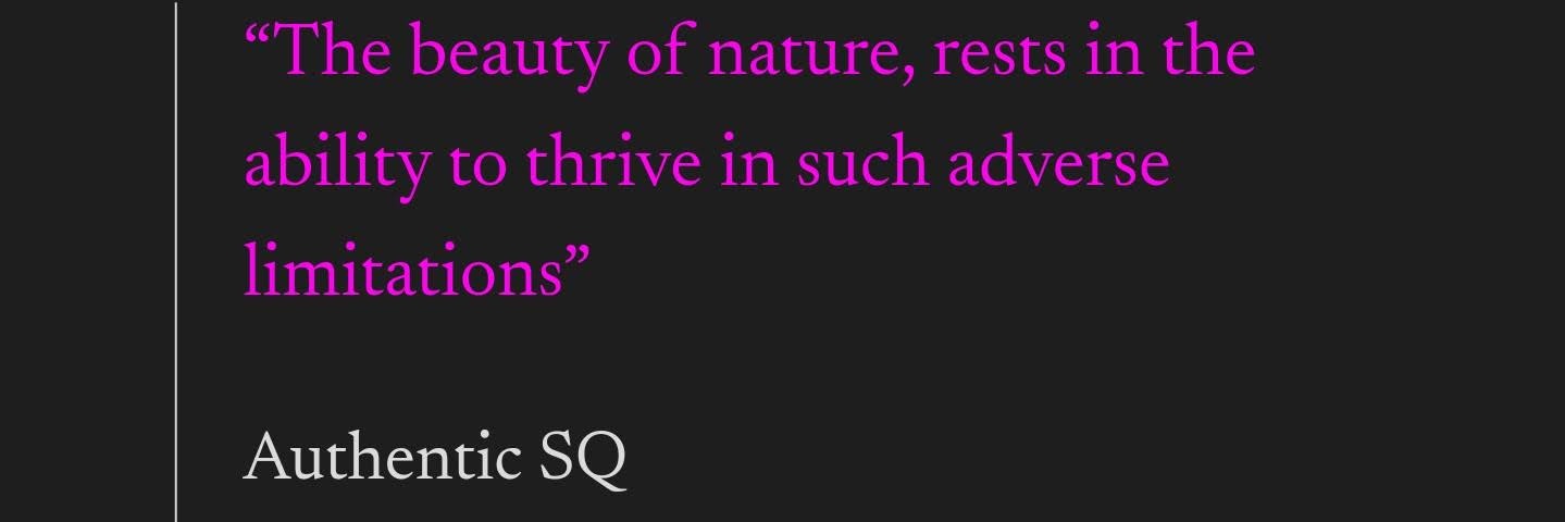 Creative.Sunday256 banner