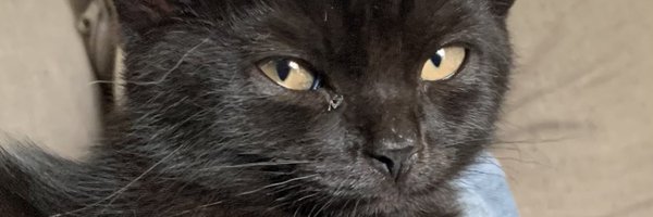 lunakittywlf Profile Banner