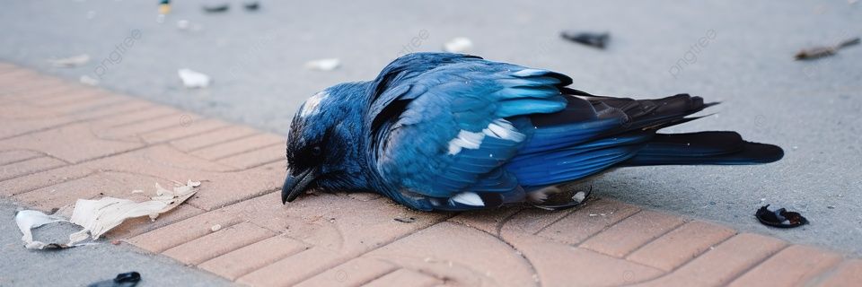 albertcorbett's profile banner image