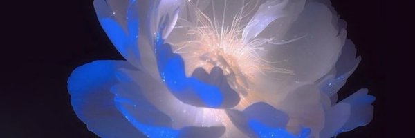 DeeyaDeeh Profile Banner