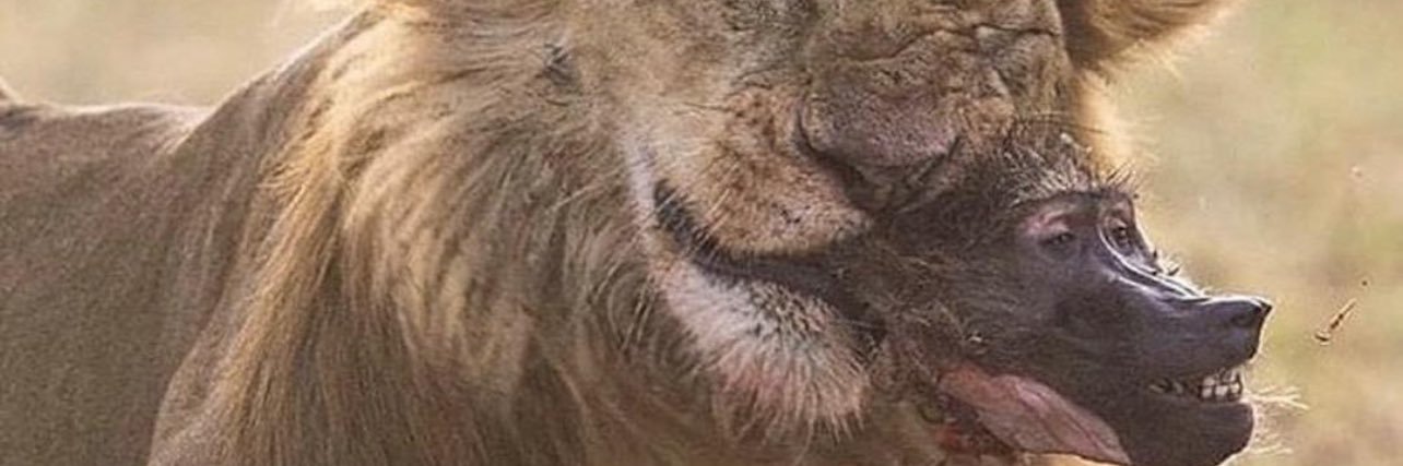 Crypto Roar banner