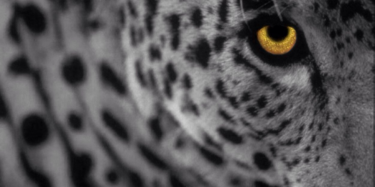 mayarska's profile banner image
