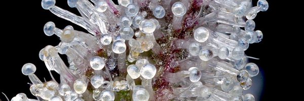 CannaCollectors Profile Banner