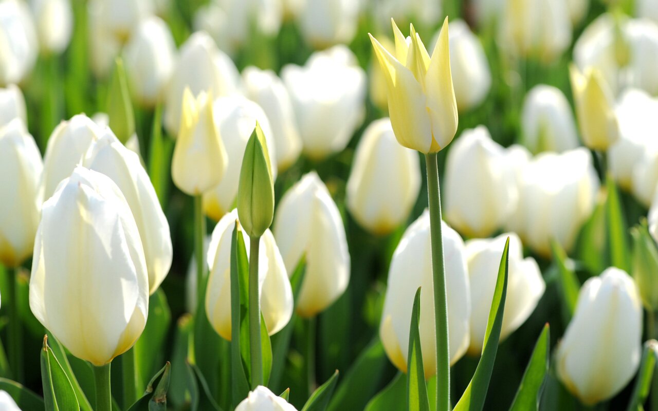 collinsol's profile banner image