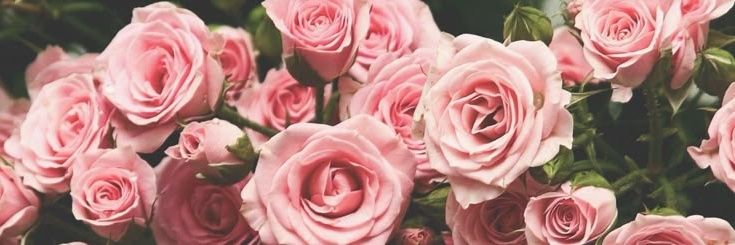 𝐌𝐨𝐥𝐥𝐢𝐞 ⎊ banner