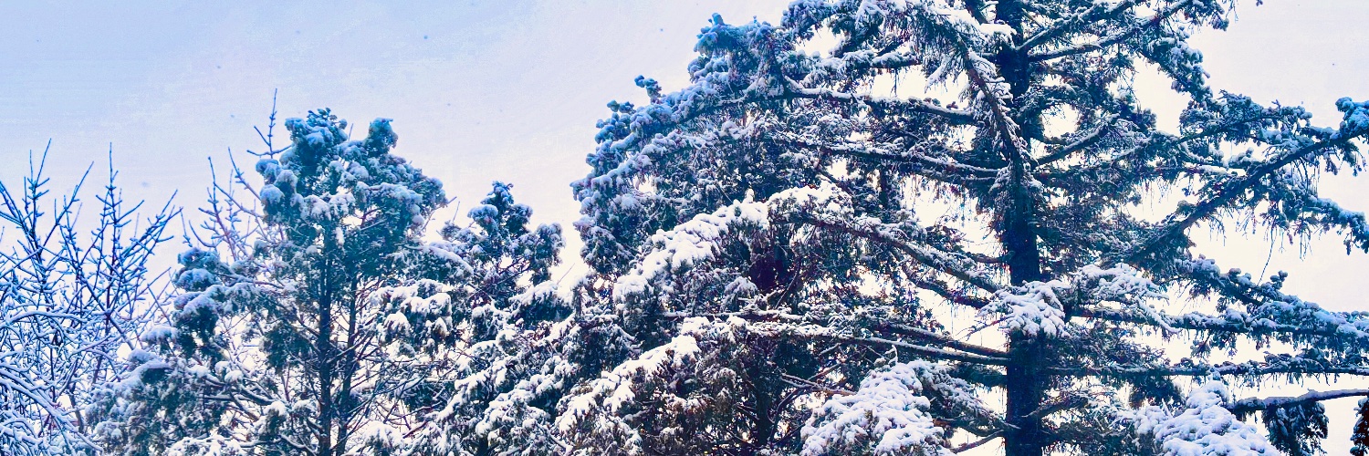 Aly Sebastian Author banner