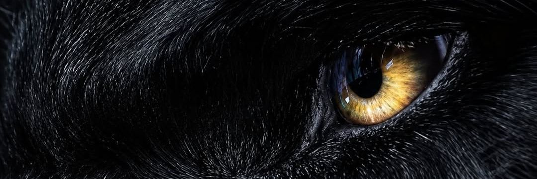 EmilyMorikava's profile banner image