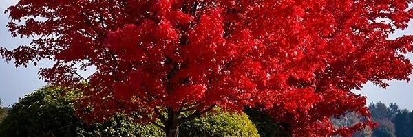 InASeaOfShells's profile banner image