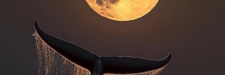 tycoon002's profile banner image