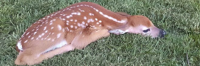 Daily Loudeer 𐂂's banner