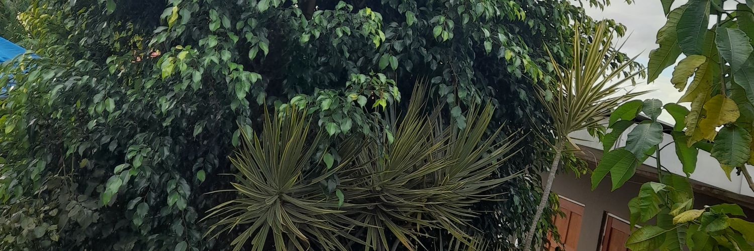 ZazaMatam's profile banner image