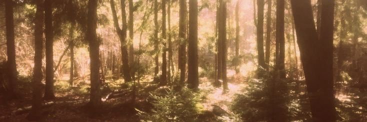 beth banner