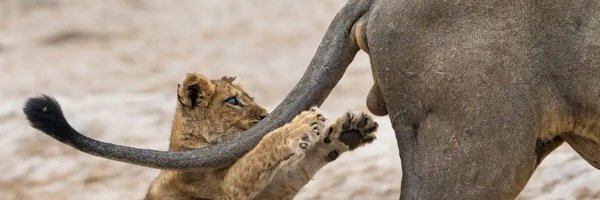 Animalsareamazi Profile Banner