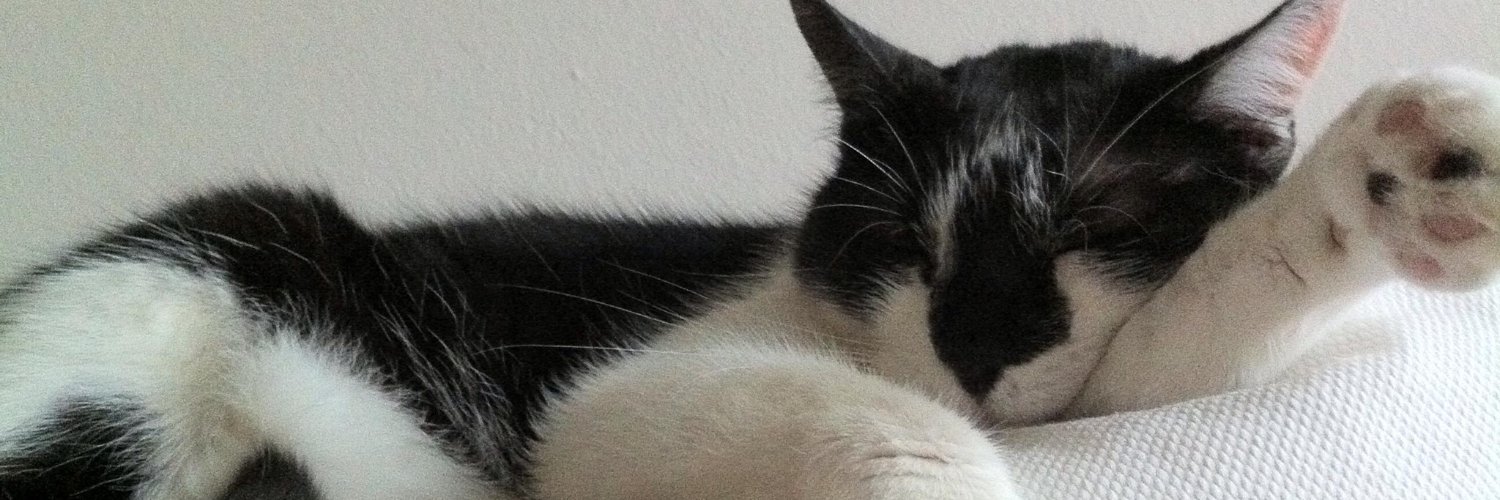 sn0wcat's profile banner image