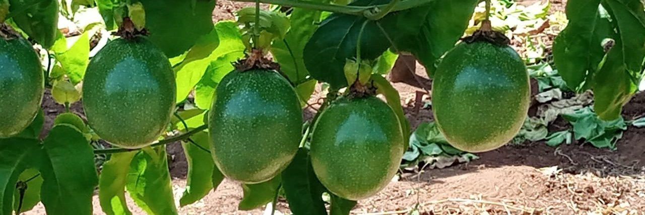 Lutz Hartmann banner