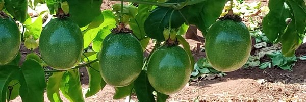 LCHartmann Profile Banner