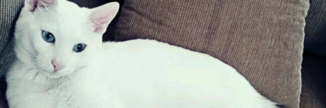 Ellyncabrera's profile banner image