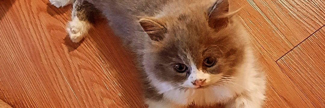 nursaidr | Blogger Jakarta banner