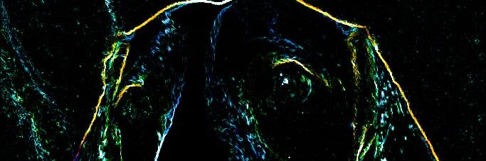 ammievazquez's profile banner image
