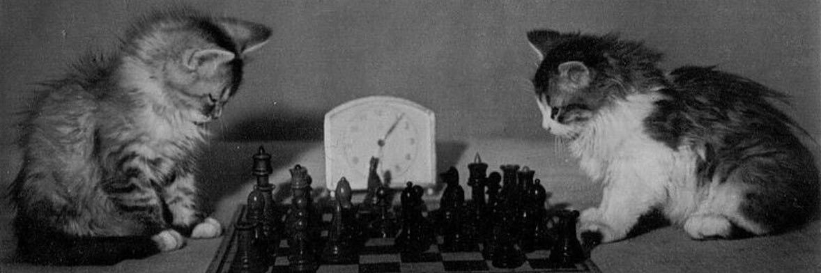 🐈‍⬛ banner