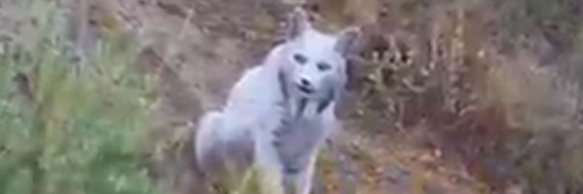 Dimitry Martin 🇪🇸 banner