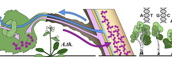 TreeBioCoE Profile Banner