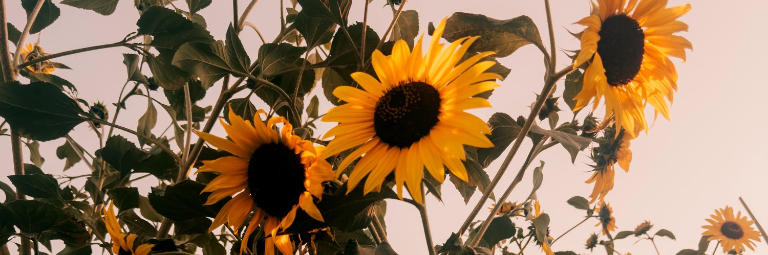 𝚌𝚑𝚞𝚢 banner