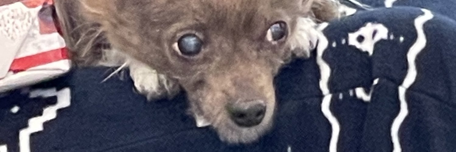 MAGA’s the Fix™ banner