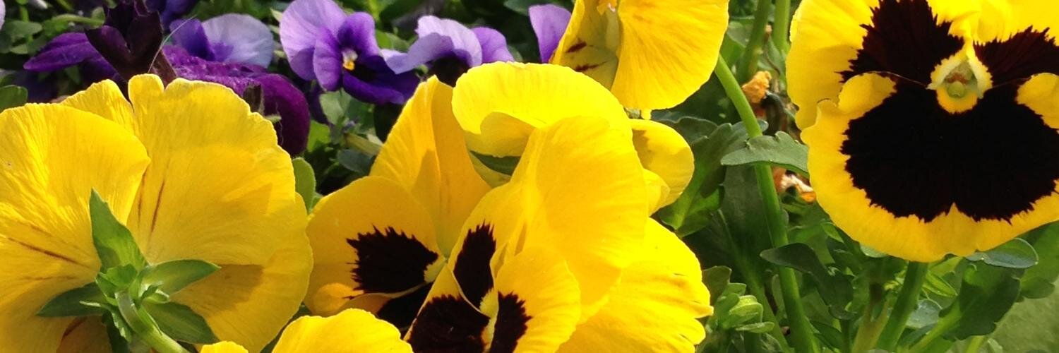 SiobhanGilbert's profile banner image