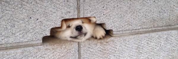 おきょー banner