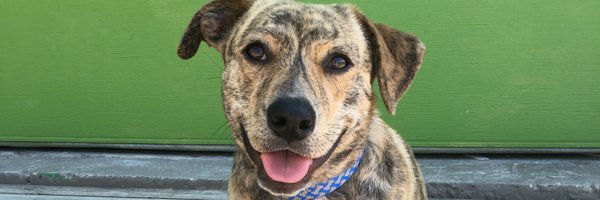 kileybatchelor Profile Banner