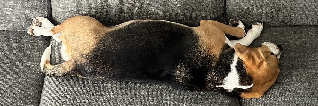 もなか🐶ビーグル banner
