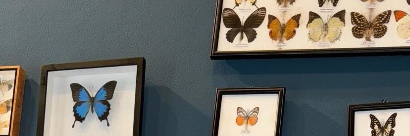 kusu kwong 🌈🦋 banner