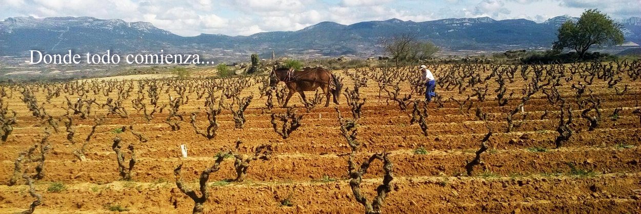 FINCA ALLENDE banner