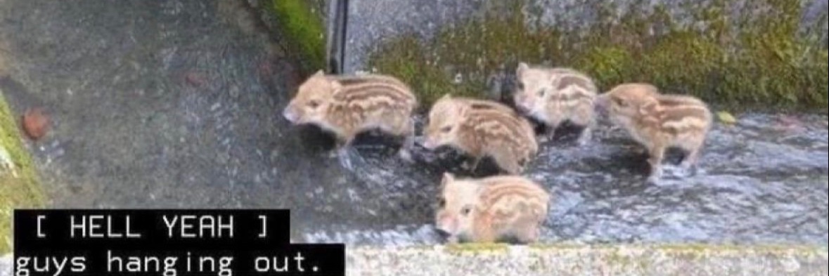 Splendid Fiery Wren banner