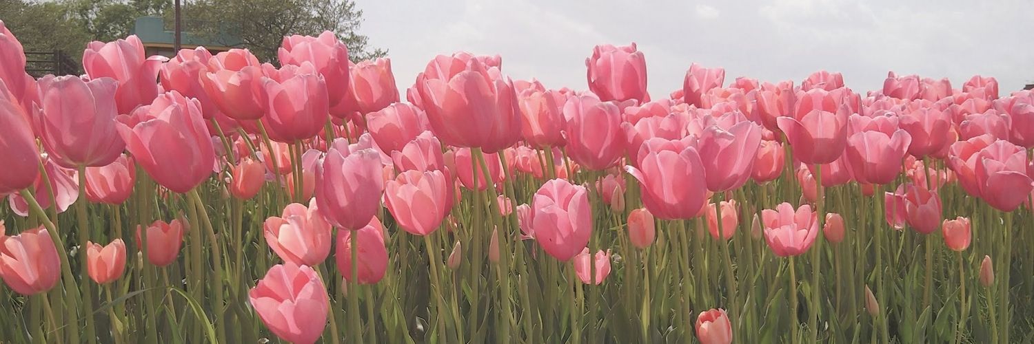 角煮🫐🍲 banner