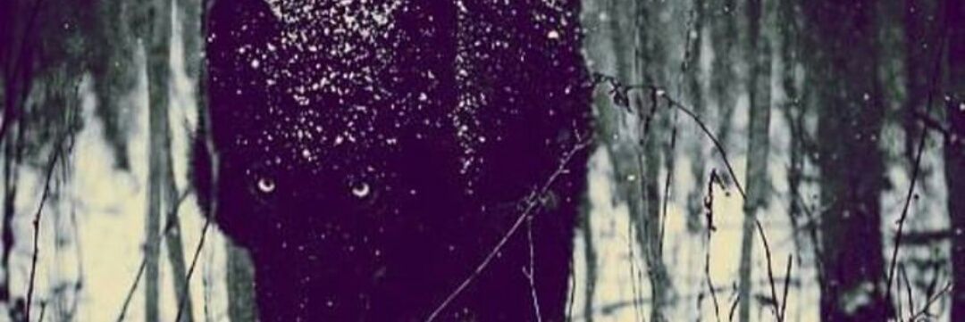 Black Wolf Catch banner