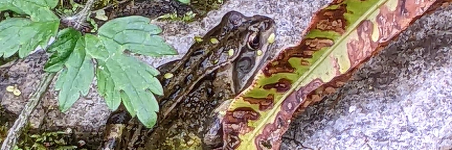 CakesAndCopy's profile banner image