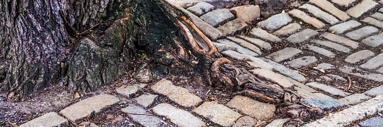 Big Tree Roots banner