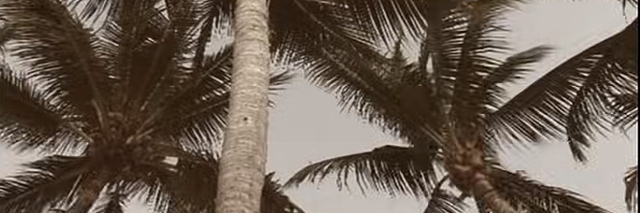 vixrrq's profile banner image