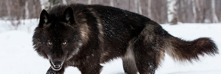 WolfDomme Liz's banner