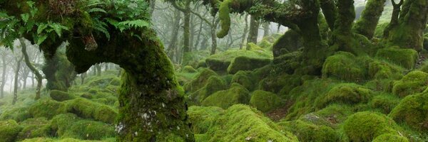 animae Profile Banner