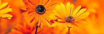 JanainaBitten's profile banner image