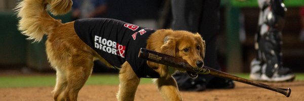 OmahaTheBatDog Profile Banner