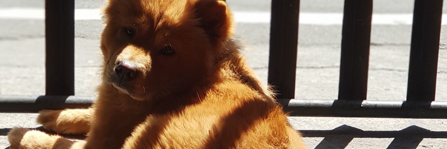jeboypogi's profile banner image