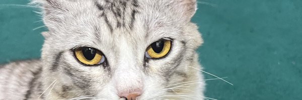 moonlightvrl Profile Banner