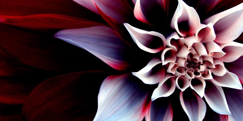 zaidali_s's profile banner image