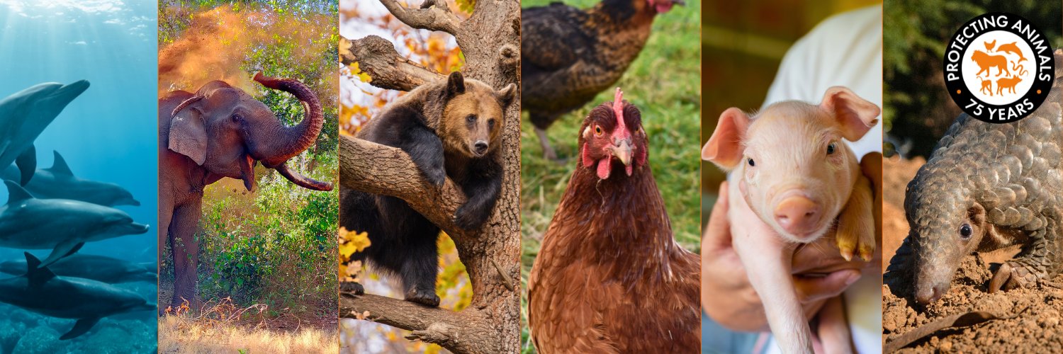 World Animal Protection UK's banner