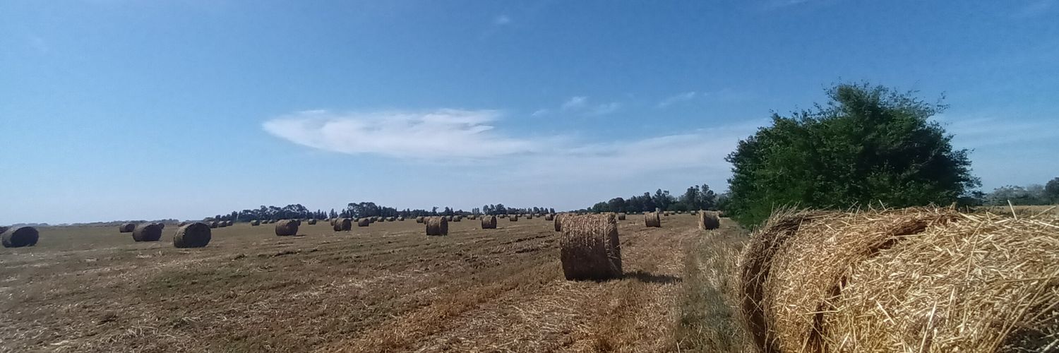 Señorita Prim 🌹 banner